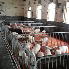 Swine Farm