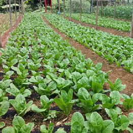 Vegetable Plantation